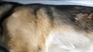 Шишки у кошек и собак