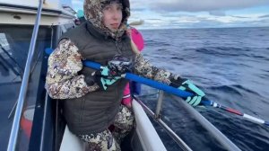 Треска на электроудочку в Баренцево море