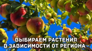 Как выбрать растения для северного и южного регионов?