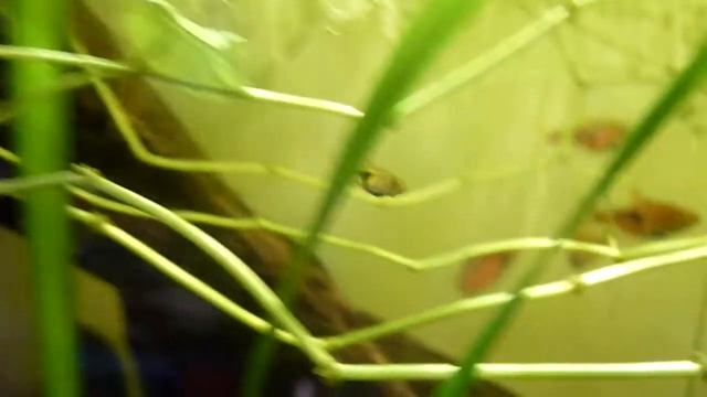 Rasbora espei kids смотреть онлайн