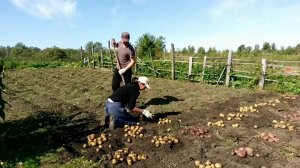 Часть первая, Копка картошки.