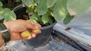 Инжир в горшках на конец лета.