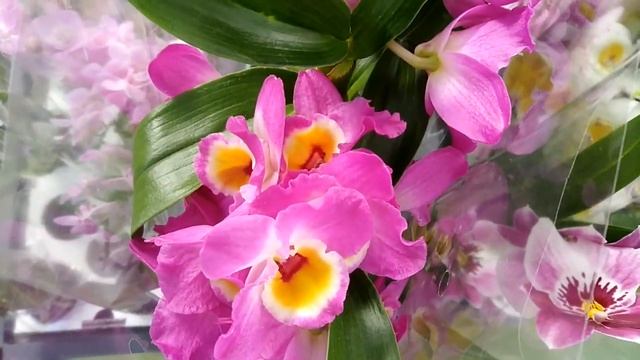 Прекрасно пахнущие ароматные орхидеи / дендробиумы smelling fragrant orchids