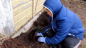 #розы #клематисы Посадка РОЗ и КЛЕМАТИСА, отличное соседство, спрячут старые заборы и постройки