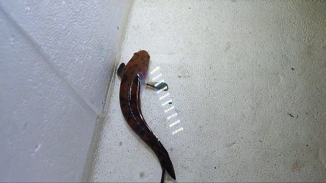 SALON CHANNA MARU || SETELAH DI POTONG SIRIP BENGKOKNYA смотреть онлайн