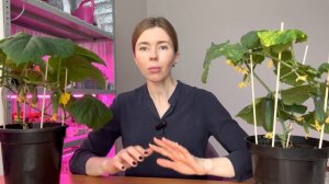 ДОМАШНЕЕ ВЫРАЩИВАНИЕ ОГУРЦОВ: уход, подкормки и почему не получается