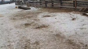 Быки на откорме ▶ Едем к овцам на пастбище