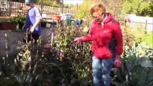 Как выкапывать и хранить георгины. Тонышева Людмила