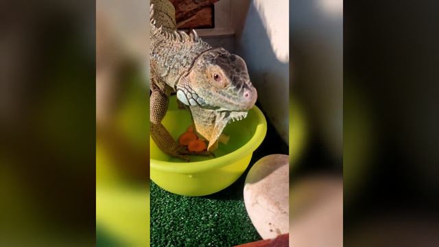 Iguana is a pet dragon смотреть онлайн