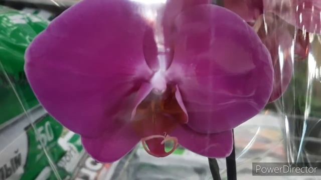 Орхидеи в Леруа/ Был классный завоз крупноцветковых фаленопсисов 14 ноября 2020 г. смотреть онлайн