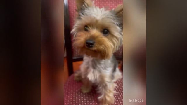 жизнь моей собаки!!!! смотреть онлайн