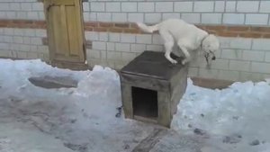 Швейцарская овчарка играет с цепью