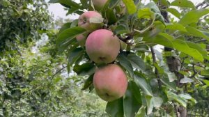 Азербайджан/Один день в деревне Дызахлы Габалинский район