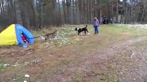 Alabay vs Wolf Test 3  Алабай против волка