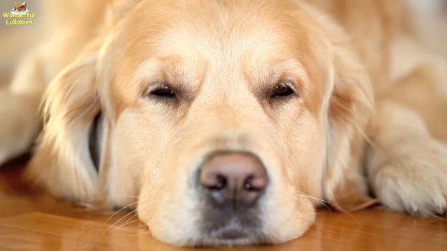 Super Relaxing Sleep Music For Golden Retrievers ♫ Relax Your Puppy ♥ Lullaby For Dogs Animal Music смотреть онлайн