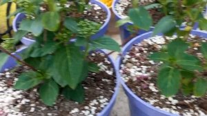 Особенности выращивания и правила ухода за ампельными гортензиями.