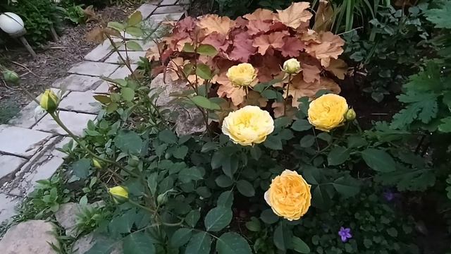 Дождалась... начало цветения роз. обзор от 20 мая 2023года смотреть онлайн