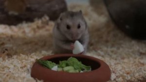 СИРИЙСКИЙ ХОМЯК.ЧЕМ КОРМИТЬ ХОМЯКА?ОВОЩНОЙ САЛАТ/ SYRIAN HAMSTER. WHY TO FEED A HAMSTER? VEGETABLE