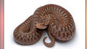 Развивающий мультфильм  Коричневый Цвет