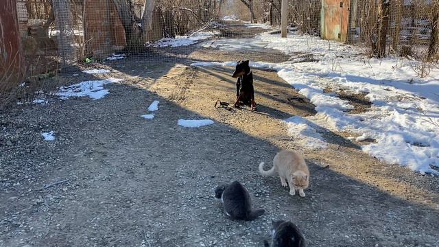 Доберман дрессировка! Джек 6 месяцев! Команда сидеть с котами! Железная выдержка! смотреть онлайн