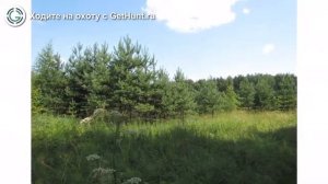 Охота в Владимирской области – Охотхозяйство «Годуновское» ОО «ВОООиР» охота на лося