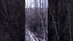 Пожар тунгала