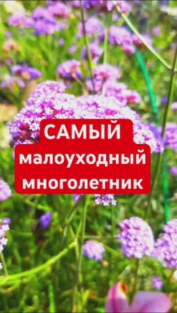 100% не требует ухода, а цветет КРАСИВО и ДОЛГО