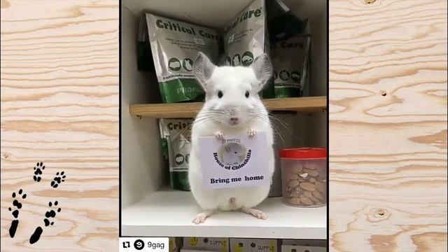 Лучшие приколы про ШИНШИЛЛ! Смешные ШИНШИЛЛЫ! Funny chinchillas❤#7