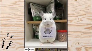 Лучшие приколы про ШИНШИЛЛ! Смешные ШИНШИЛЛЫ! Funny chinchillas❤#7