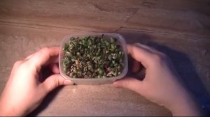 Как проращивать расторопшу пятнистую Часть 4
