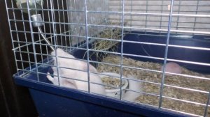 Шиншилла сбежала из клетки - что делать? Как поймать шиншиллу дома