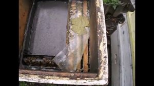 если мало корма для зимовки в семье пчел, что делать ? - семья бакфаст линии А98 в октябре