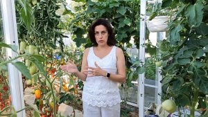 Перегородка в теплице