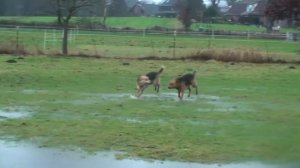 Meine Tierheimhunde im Wasserglück - trotz Dauerregen