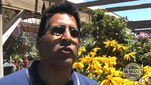 How To Choose a Rudbeckia Hirta смотреть онлайн