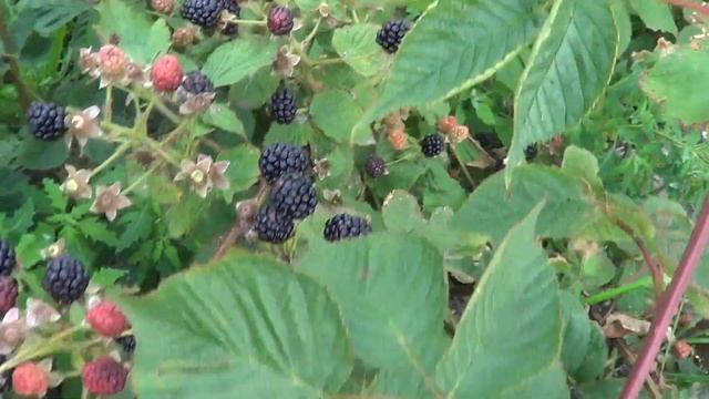 ЕЖЕВИКА ГАЗДА В СРАВНЕНИИ С АГАВАМ смотреть онлайн