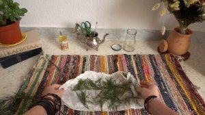 Как сделать сосновое масло для тела своими руками?