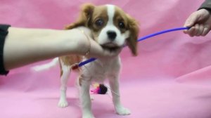 Кавалер Кинг Чарльз спаниель. Девочка.