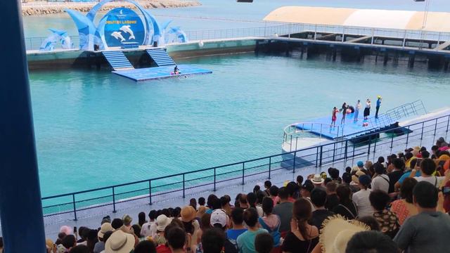 Вьетнам 2019 город Нячанг Шоу Дельфинов в Vinpearl смотреть онлайн