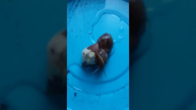 Утреннее купание улиток. смотреть онлайн