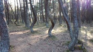 Танцующий лес на Куршской косе (03.05.13)