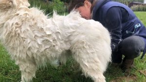 Как сделать груминг самоеду, первая серия. Собаки самоеды кайфуют, пятибальный  уход и содержание.