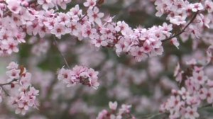 Абдумачид Бобоев "Баҳори шодӣ"