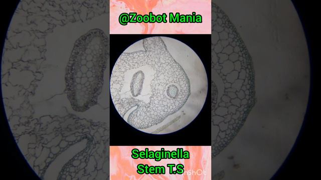 Selaginella Stem☘️🍀- Microscopic slide #neet #neet2024 #plants #viralvideo #trending #pteridophytes