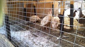 Содержание цесарок. Драка цесарка vs цесарка.