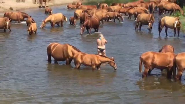 Казачий конный завод. смотреть онлайн