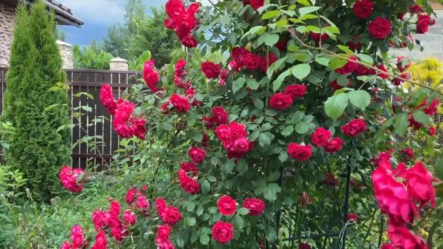 Плетистая Роза Фламентанц - цветет больше месяца! смотреть онлайн