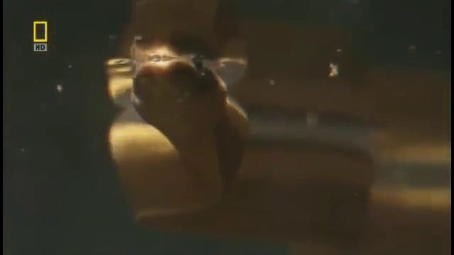 Самые опасные животные в мире Ядовитые змеи Латинская Америка смотреть онлайн