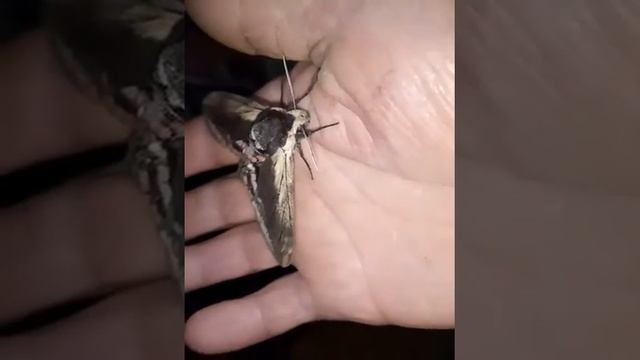 Бабочка Бражник.Жизнь в поселке