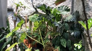 Philodendron Paraiso Verde care and propagation